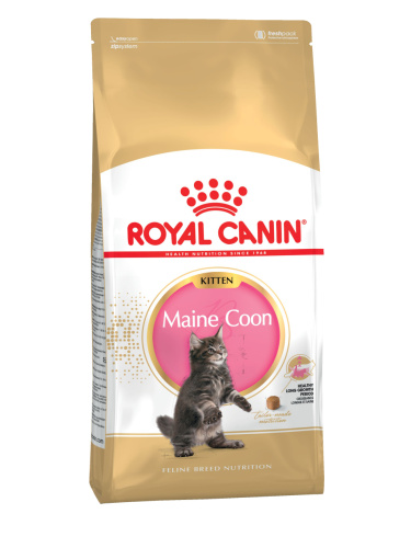 RC Maine Coon kitten