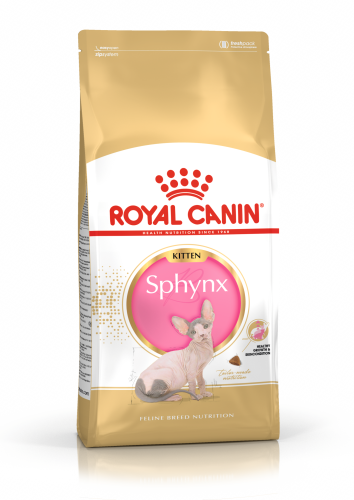RC Sphynx kitten