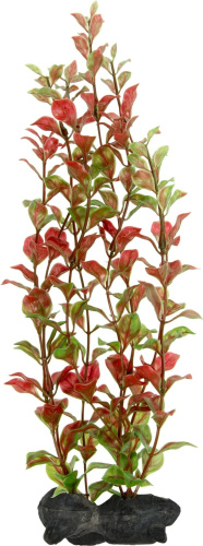 Людвигия красная (Red Ludvigia) L 30см