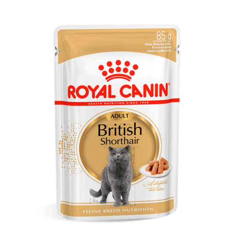 RC British Shorthair Adult