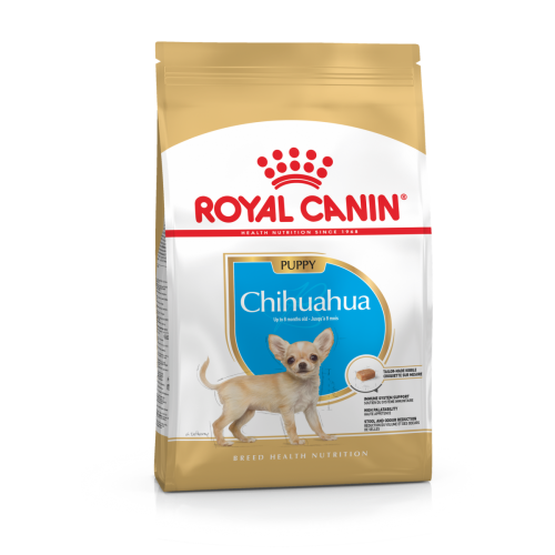 RC chihuahua puppy