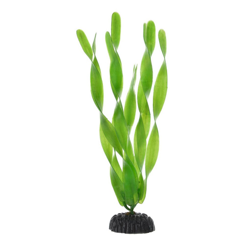 Растение Валиснерия широколистная 20см Plant 005 20