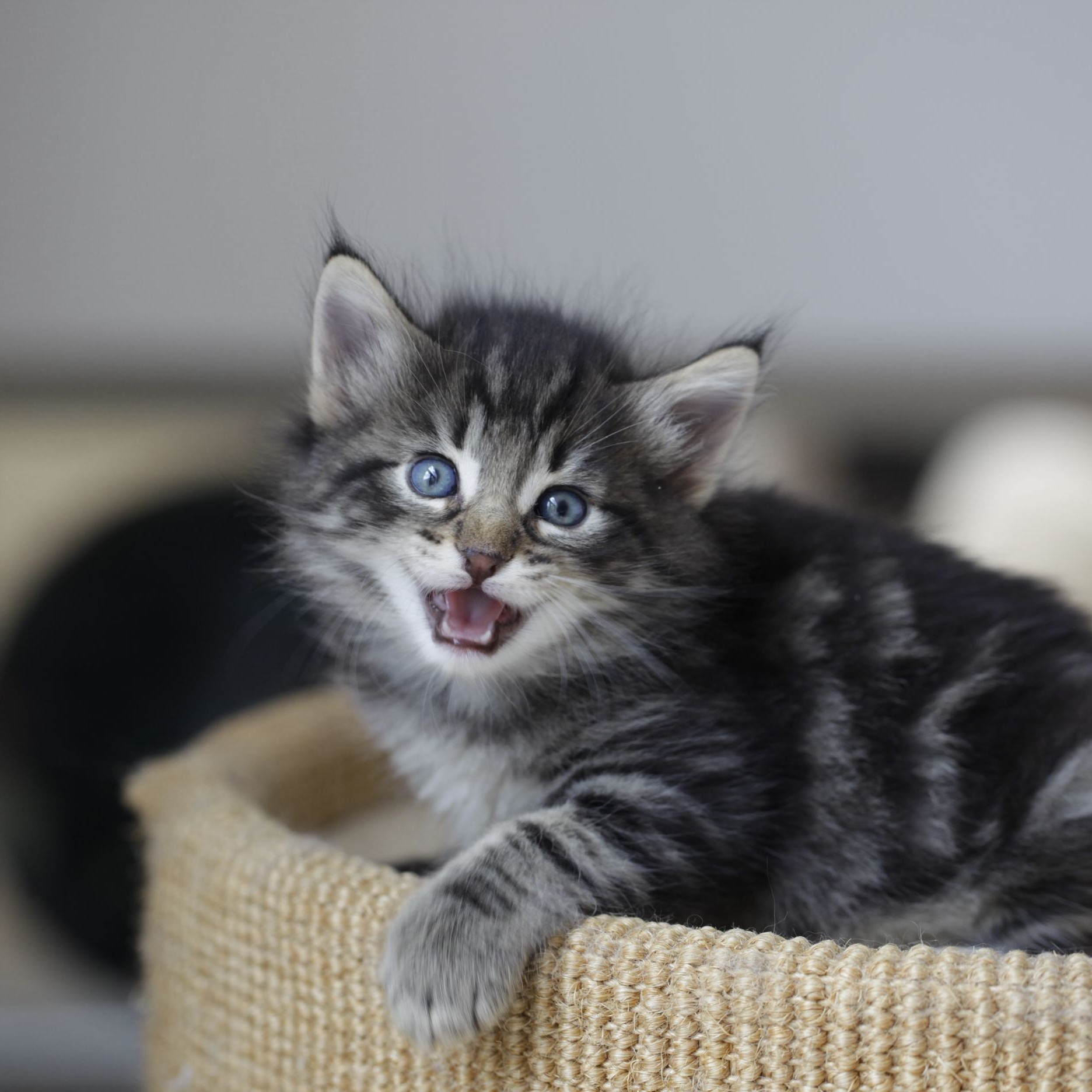 Котята (до 1 года)/Беременные кошки
