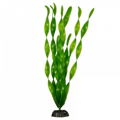 Растение Валиснерия широколистная, 30см Plant 005 30