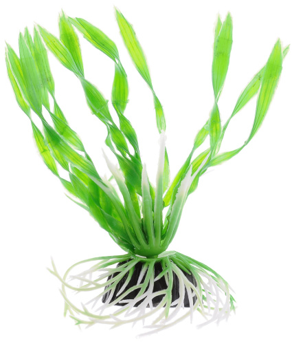 Растение Валиснерия спиральная зеленая 10см Plant014 10
