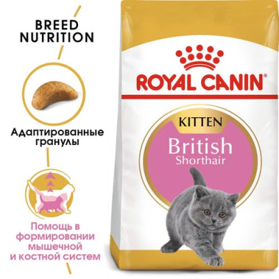RC British shorthair kitten1