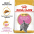 RC British shorthair kitten1