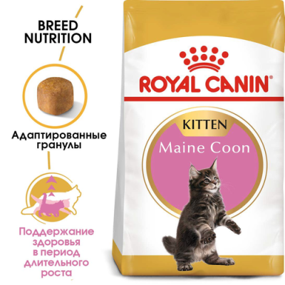 RC Maine Coon kitten1