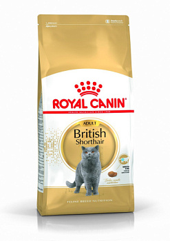 RC British Shorthair Adult