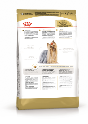 K_Yorkshire Terrier_back
